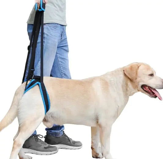 Canine Mobility Enhancer
